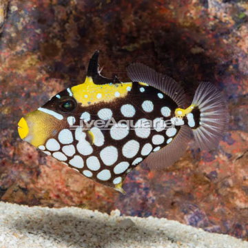 Clown Triggerfish