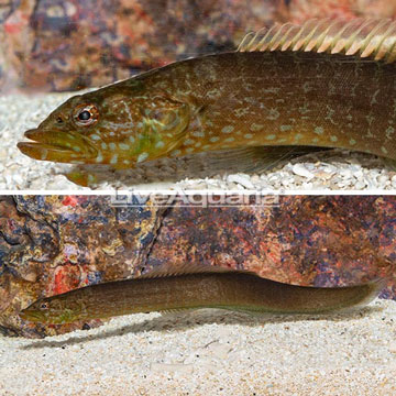 Green Wolf Pseudochromis