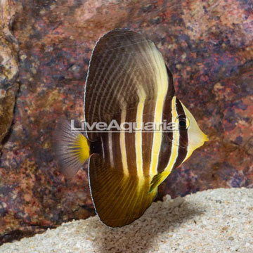 Sailfin Tang