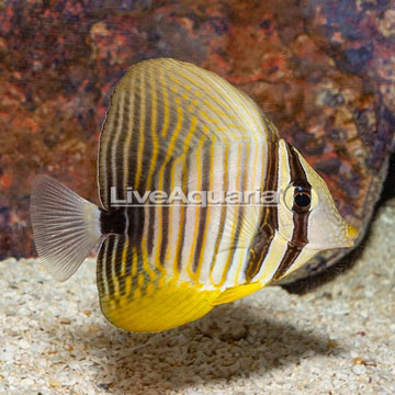 Desjardini Sailfin Tang