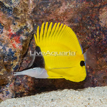 Yellow Longnose Butterflyfish