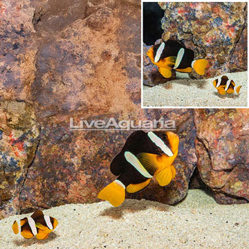 Clarkii Clownfish, Pair