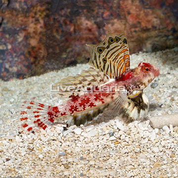 Red Scooter Dragonet