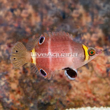 Yellow Banded Possum Wrasse