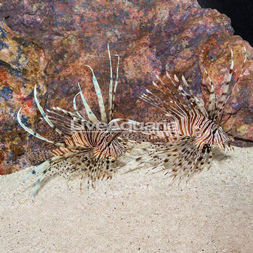 Volitan Lionfish, Pair