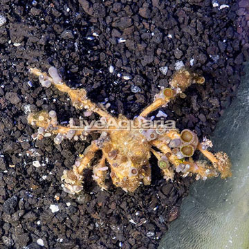 Decorator Crab