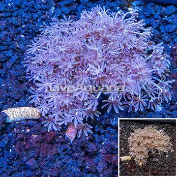 Xenia Coral Indonesia