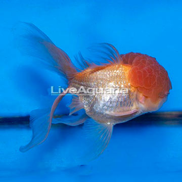 Oranda Goldfish