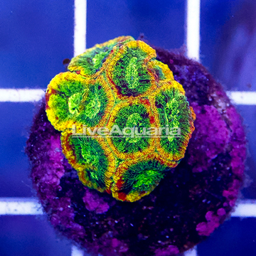 USA Cultured Yellow Submarine Favia Brain Coral