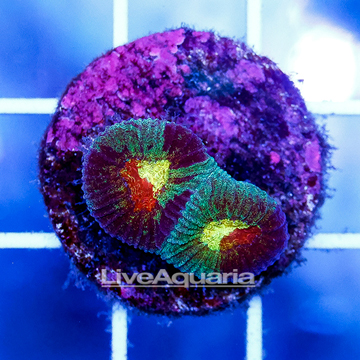 USA Cultured Ultra Favia Brain Coral