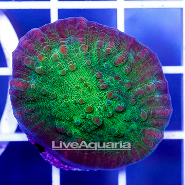 USA Cultured Ultra Chalice Coral