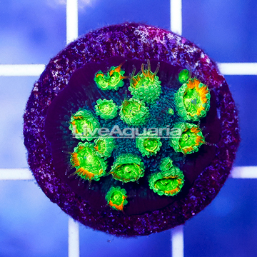 USA Cultured Ultra Cyphastrea Frag