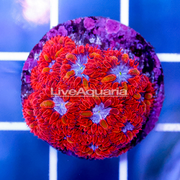 USA Cultured Blastomussa Coral