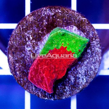USA Cultured Ultra Chalice Coral