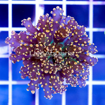 USA Cultured Gold Frogspawn Coral