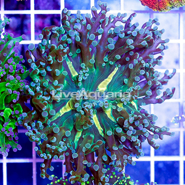 USA Cultured Ultra Frogspawn Coral