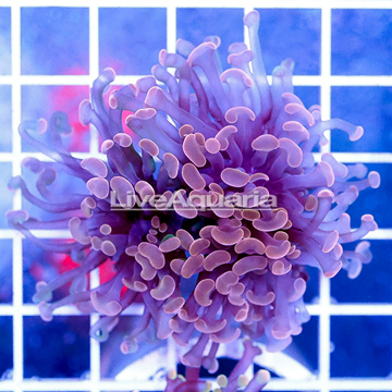 USA Cultured Orange Hammer Coral