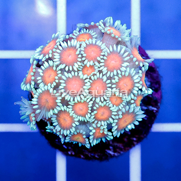 USA Cultured Ultra Goniopora Coral