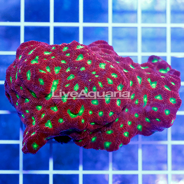 Favia Brain Coral Indonesia