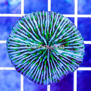 Short Tentacle Plate Coral Indonesia