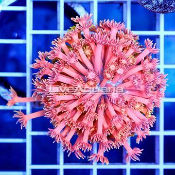 Goniopora Coral Indonesia