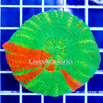 Scolymia Coral Australia