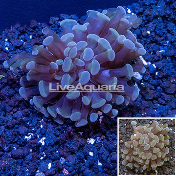 LiveAquaria® Cultured Hammer Coral