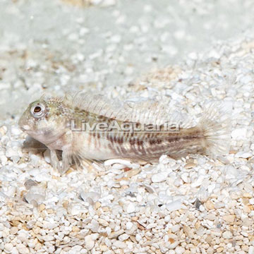 Molly Miller Blenny 