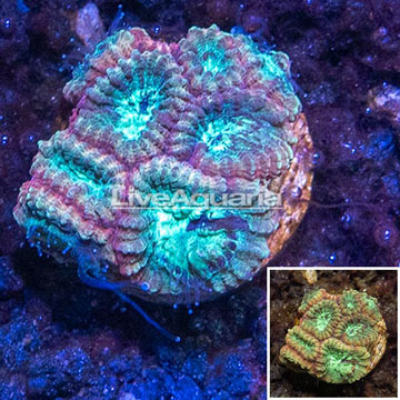 LiveAquaria® Cultured Goniastrea Coral