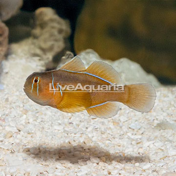 Clown Goby, Citrinis