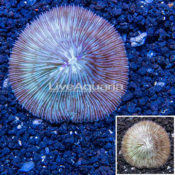 Short Tentacle Plate Coral Australia