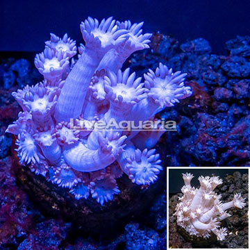 LiveAquaria® Cultured Goniopora Coral