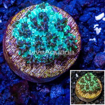 LiveAquaria® Cultured Ultra Galaxea Coral