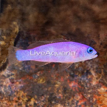 Purple Dottyback