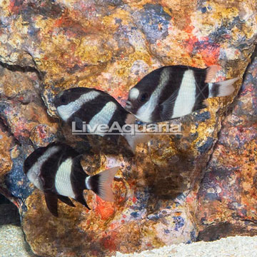 Three Stripe Damselfish, Trio