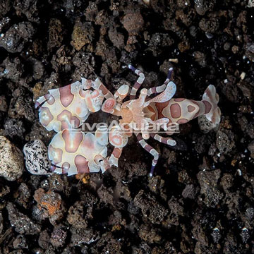 Harlequin Shrimp, Male