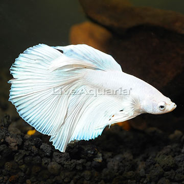 Platinum Dumbo Betta