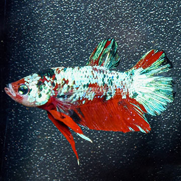 Firecracker Betta, Male