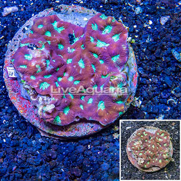 Favites Coral Indonesia