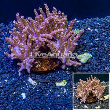 Tree Coral Indonesia