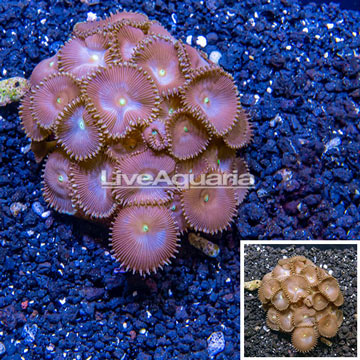 Protopalythoa Coral Indonesia