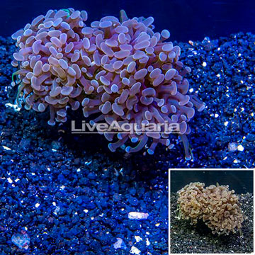 LiveAquaria® Cultured Hammer Coral
