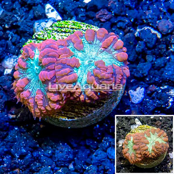 LiveAquaria® Cultured Blastomussa Coral