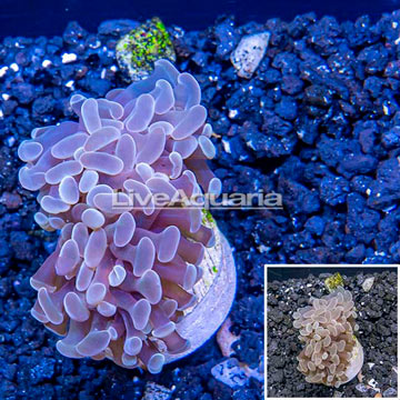 LiveAquaria® Cultured Hammer Coral