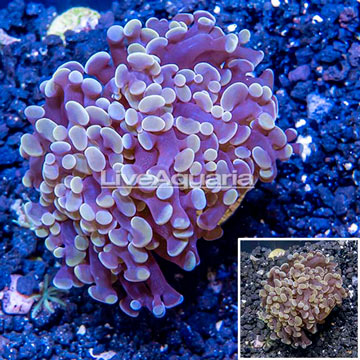 LiveAquaria® Cultured Hammer Coral