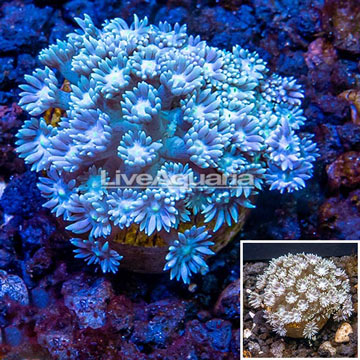 LiveAquaria® Cultured Goniopora Coral