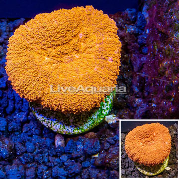 LiveAquaria® Cultured Lobophyllia Coral 