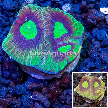 LiveAquaria® Cultured Goniastrea Coral