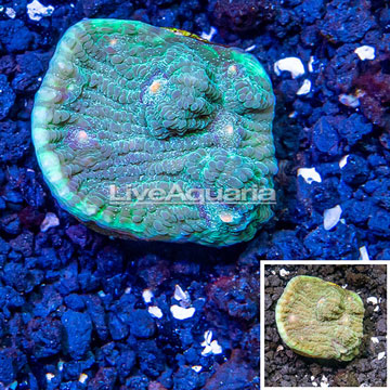 LiveAquaria® Cultured Ultra Chalice Coral