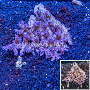 Acropora Coral Australia